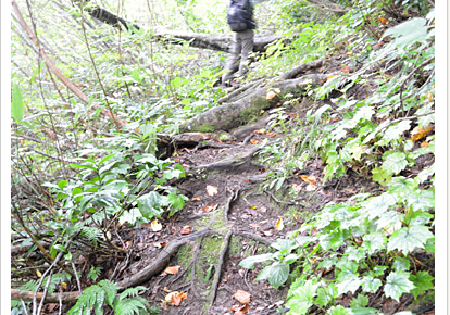 the mountain trail where beech trees’