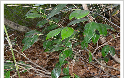 숲 속에서는 호설지만의 설동백과 향이 풍부하고 과자의 꼬지 등으로 긴요하게 사용되는 조장나무 등의 식물을 볼 수 있다. 설동백은 이야마시의 시화.